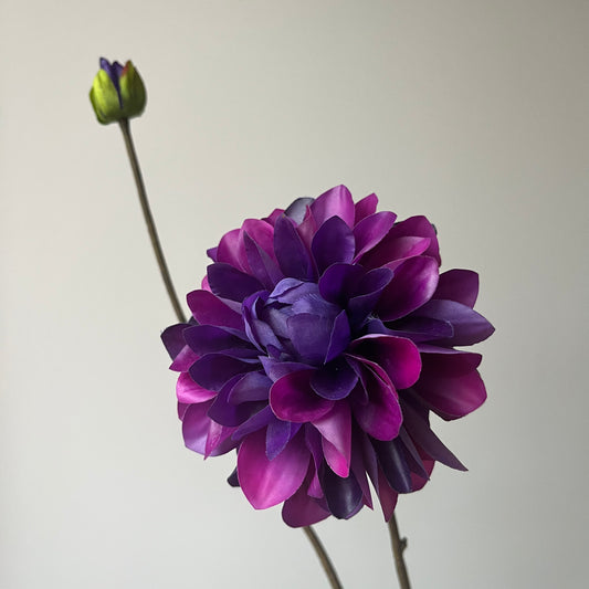 Dahlia - Paars