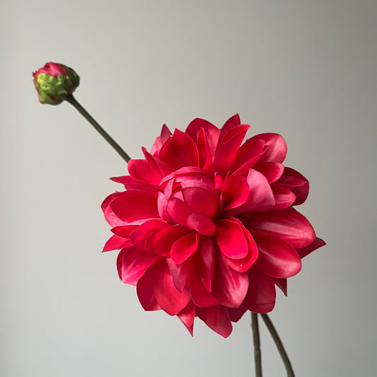 Dahlia - Rozerood