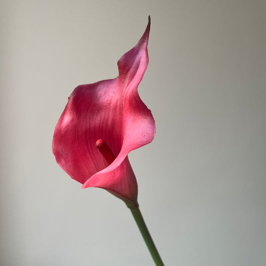 Calla Lily (Aronskelk) - Fuchsia