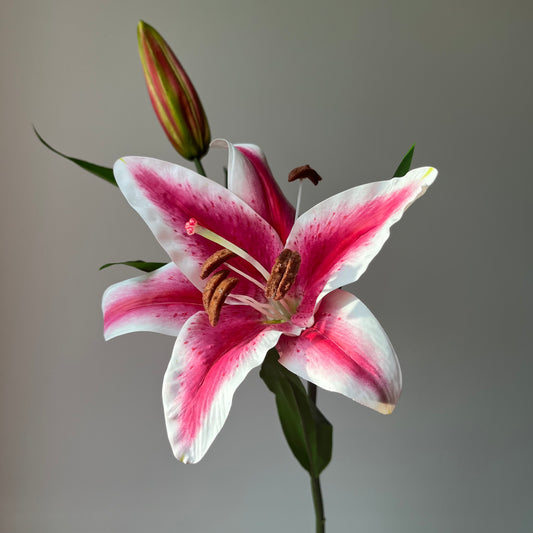 Tijger Lelie - Roze/Wit