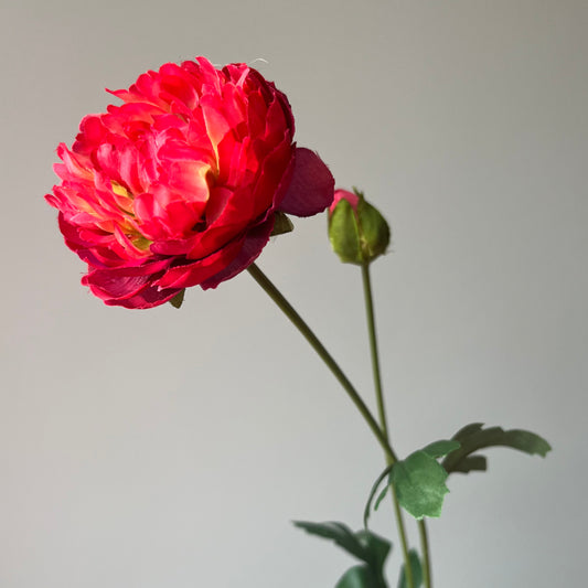 Ranonkel Flaine - Rood/Roze