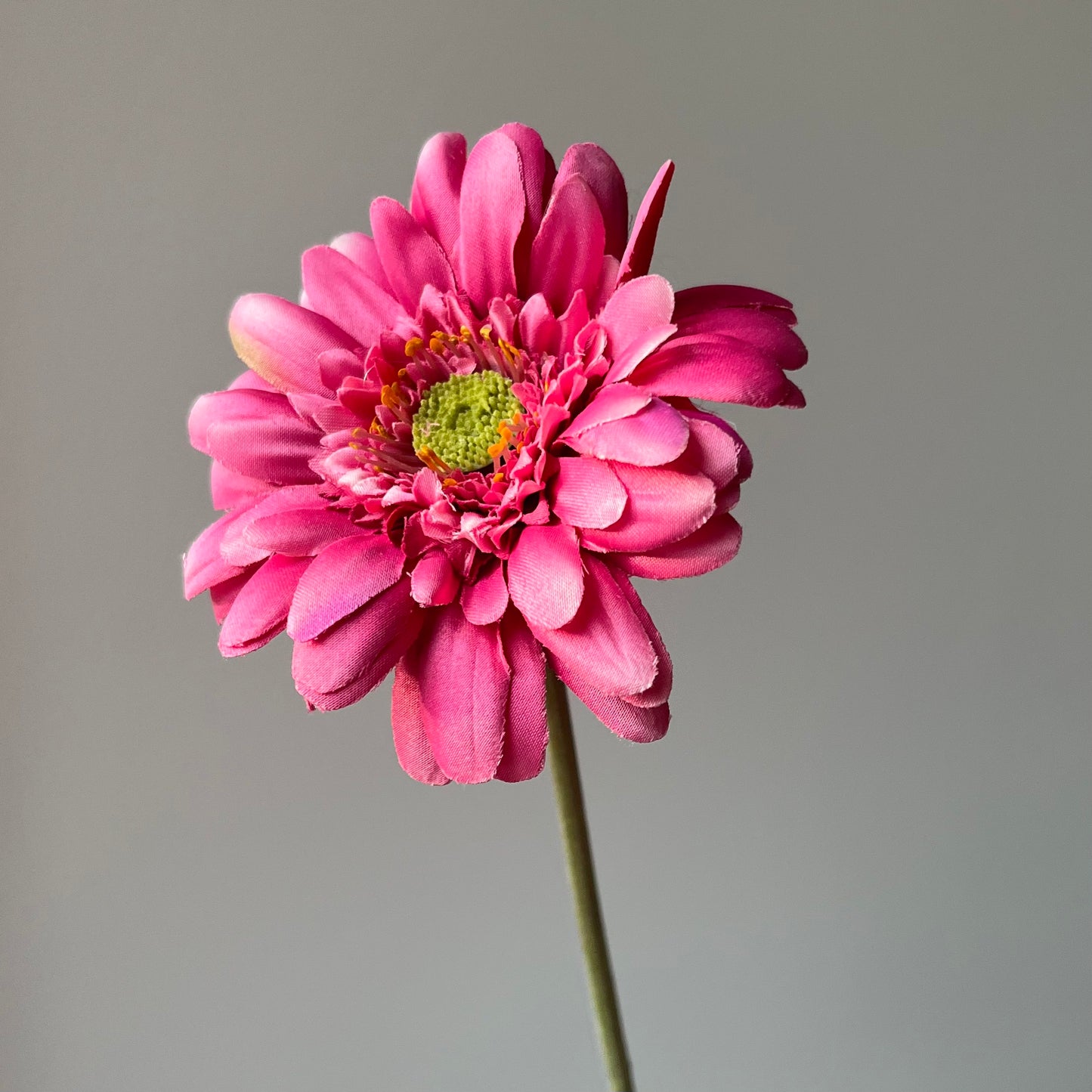 Gerbera - Roze