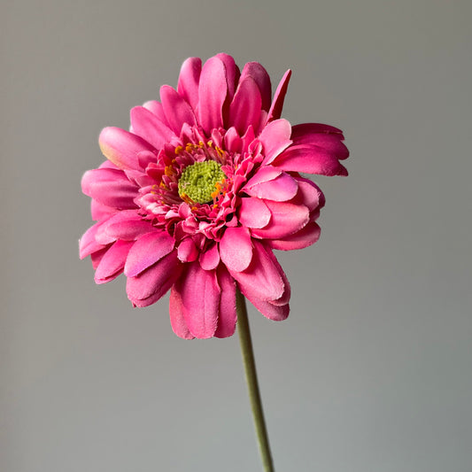 Gerbera - Roze