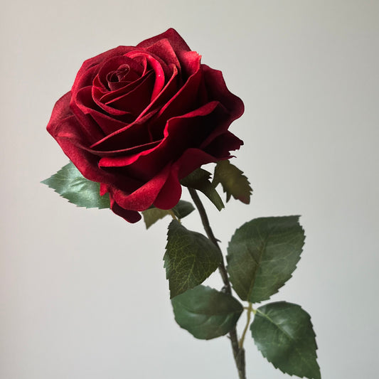 Roos - Rood