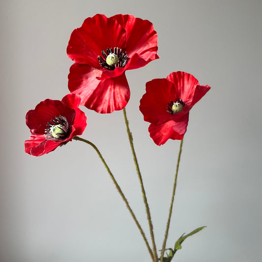 Poppy (Klaproos) - Rood