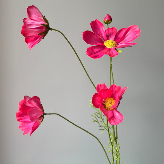 Cosmos (Cosmea) Spray - Roze