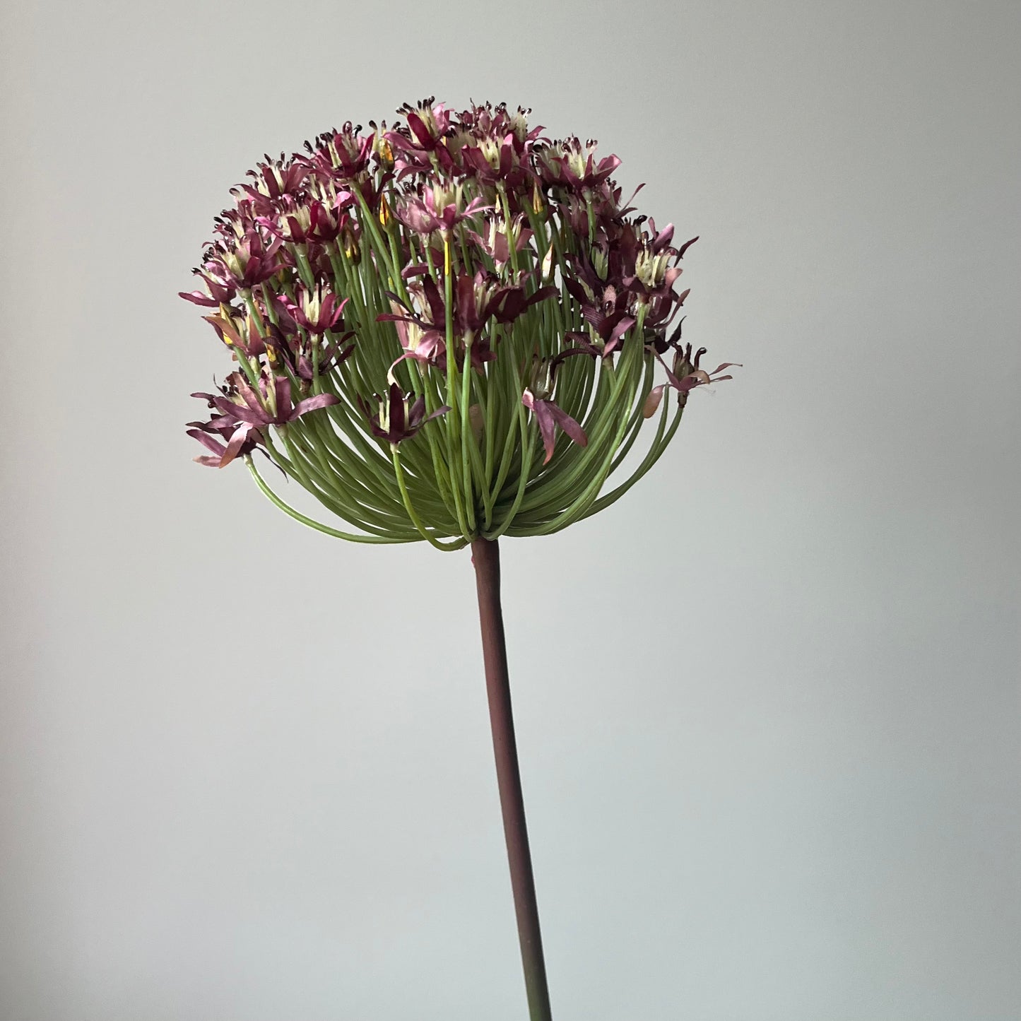 Allium Arabia (Sierui) - Paars