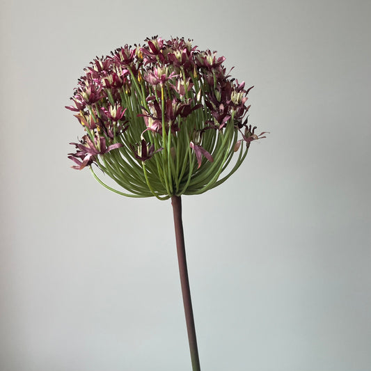 Allium Arabia (Sierui) - Paars