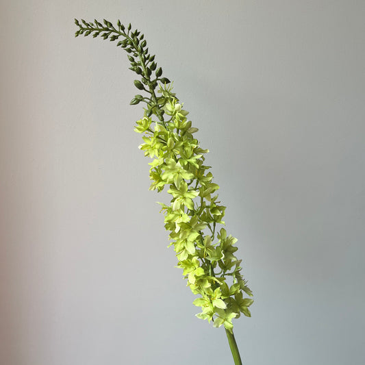 Eremus (Naald van Cleopatra) - Groen