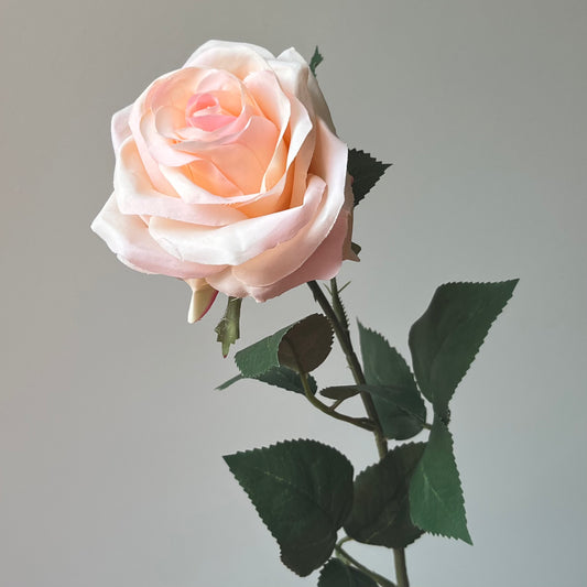 Roos - Crème Roze