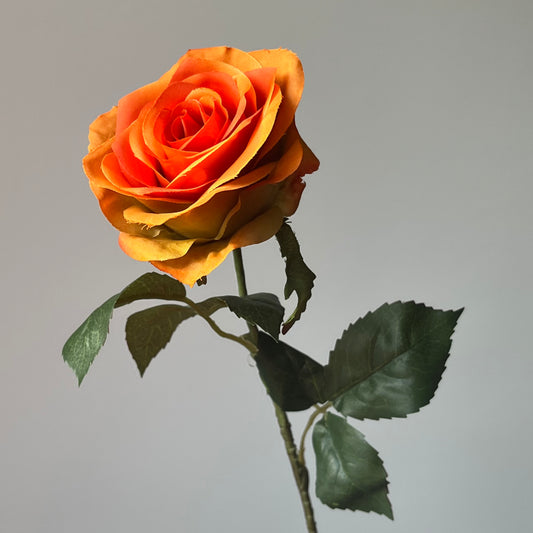 Roos - Oranje