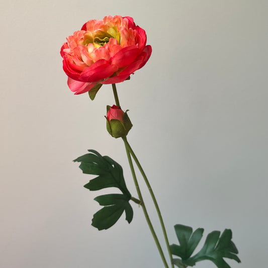Ranonkel Flaine - Rood/Oranje