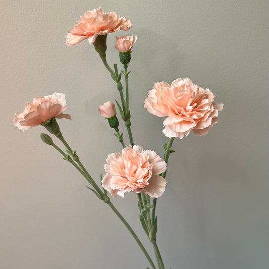 Dianthus Spray (Anjer) - Zalm