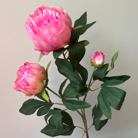Pioenroos Chiba Spray - Roze