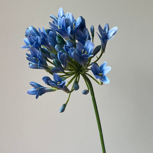 Agapanthus (Afrikaanse Lelie) - Blauw