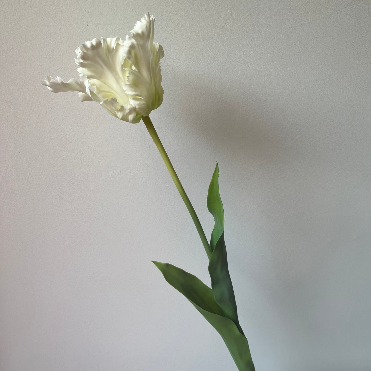 Tulp Kartel - Wit