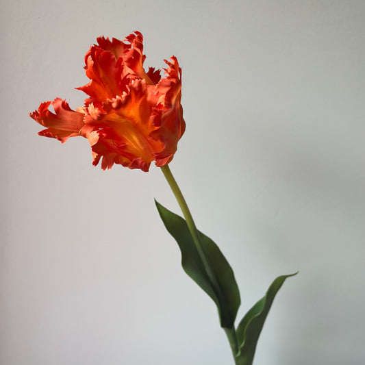 Tulp Kartel - Oranje