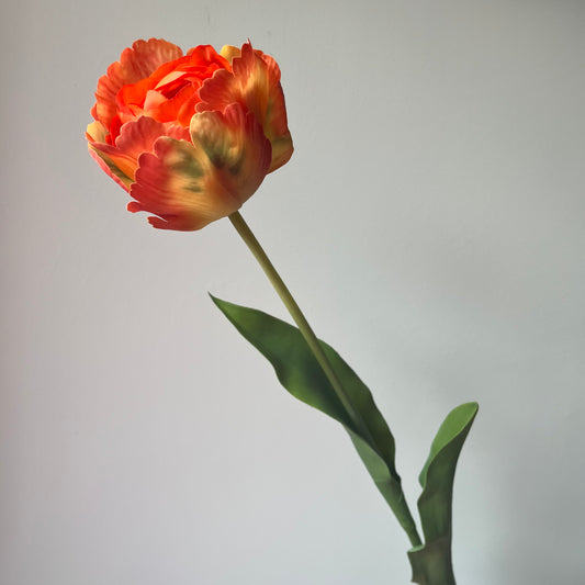 Tulp Golf - Oranje