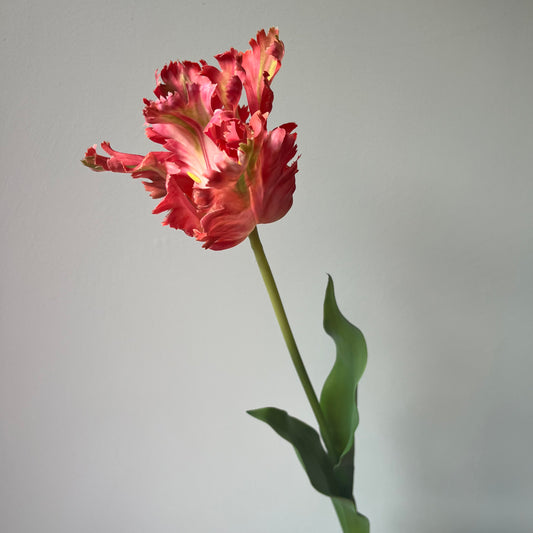Tulp Kartel - Rozerood