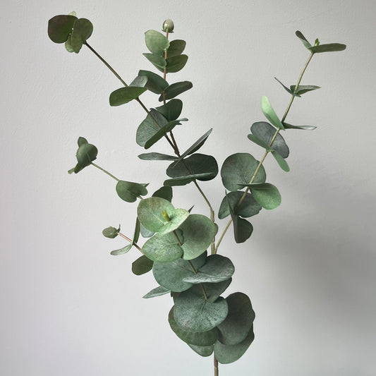Eucalyptus Spray - Groen