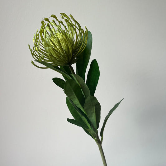 Leucospermum (Nutan/Speldenkussen) - Groen