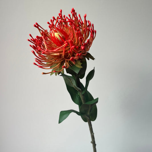 Leucospermum (Nutan/Speldenkussen) - Rood