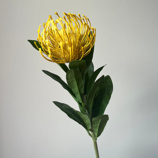 Leucospermum (Nutan/Speldenkussen) - Geel