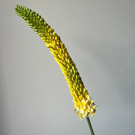 Eremus (Naald van Cleopatra) in knop - Geel
