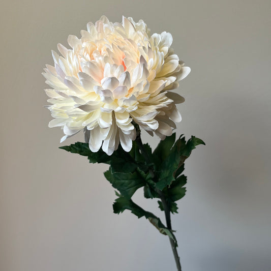 Chrysant - Crèmeroze