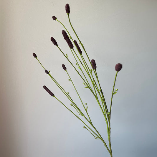 Pimpernel Tak - Bruin
