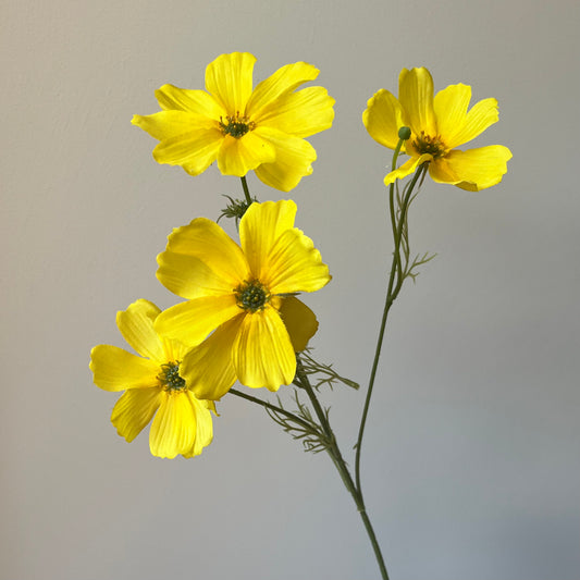 Cosmos (Cosmea) - Geel