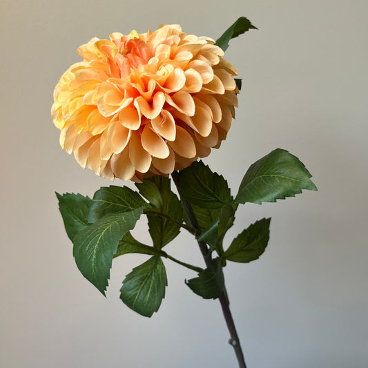 Dahlia Pompon - Zalm