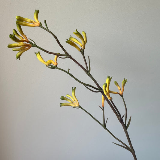 Anigozanthos (Kangoeroepoot) - Geel