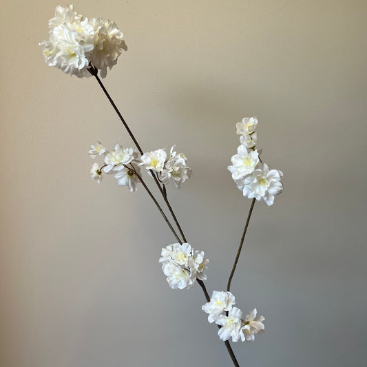 Bloesem Prunus - Wit