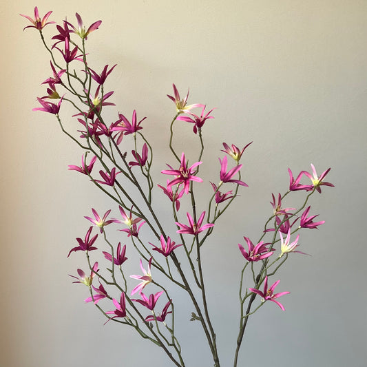 Tweedia Spray - Roze
