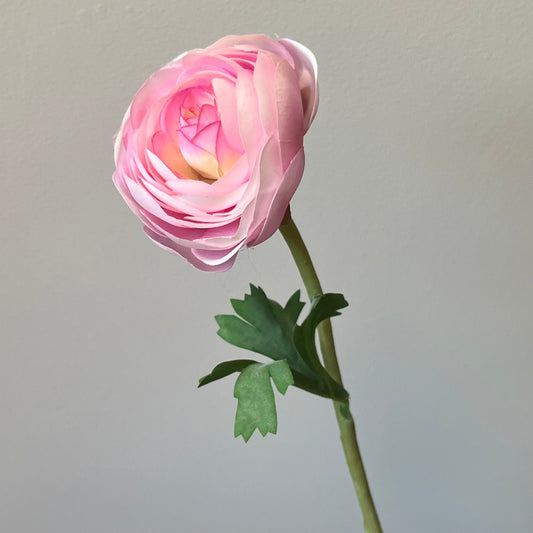 Ranonkel - Roze