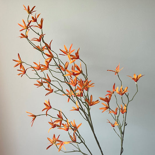 Tweedia Spray - Oranje