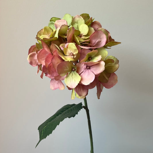 Hydrangea (Hortensia) - Roze/Groen