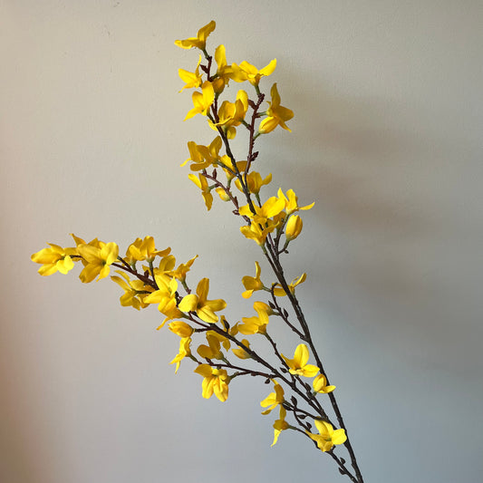 Forsythia (Chinees Klokje) - Geel