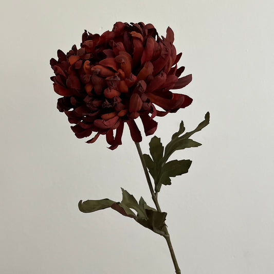 Chrysant - Bordeaux