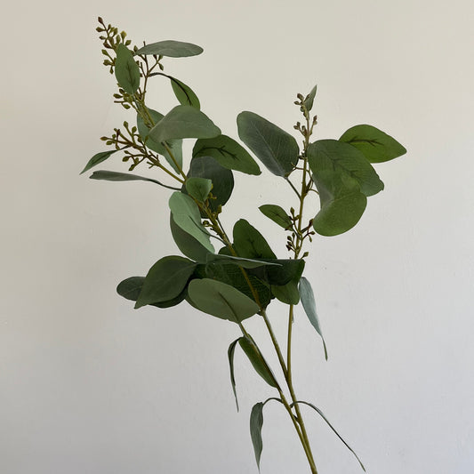 Eucalyptus Spray met zaad - Groen