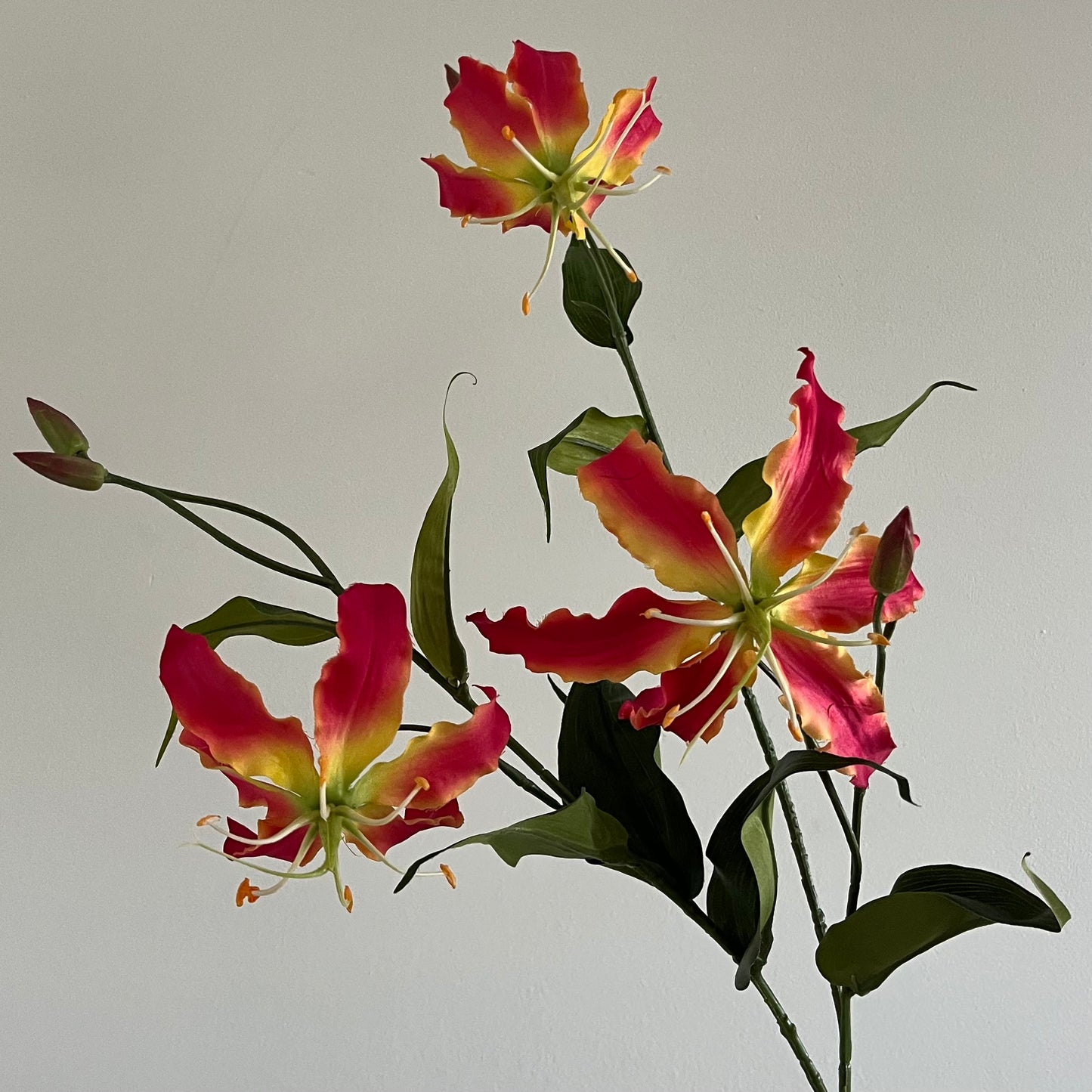 Gloriosia (Klimlelie) Spray - Roze/Geel