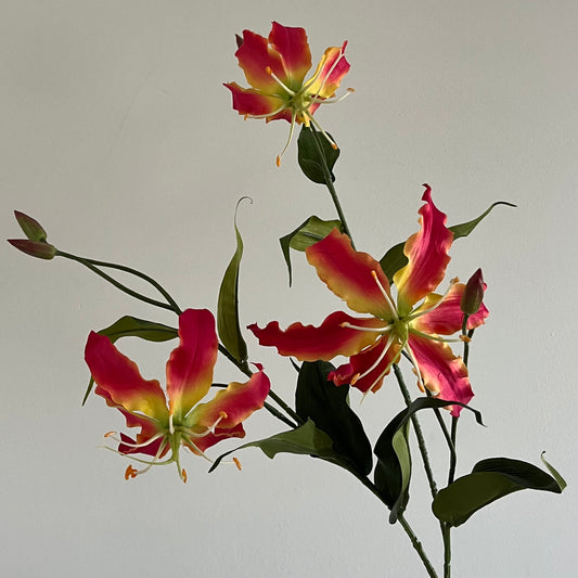 Gloriosia (Klimlelie) Spray - Roze/Geel