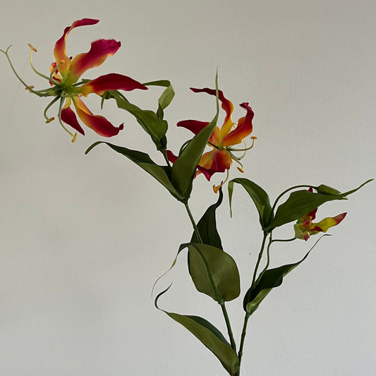 Gloriosia (Klimlelie) - Roze/Geel