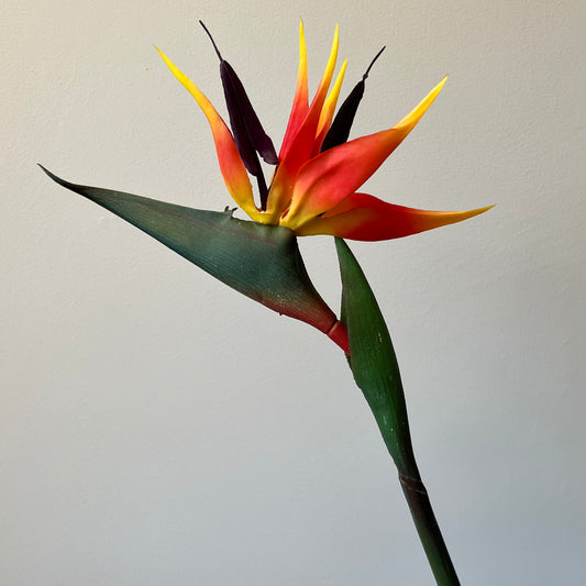 Strelizia (Paradijsvogelbloem) - Oranje/Geel