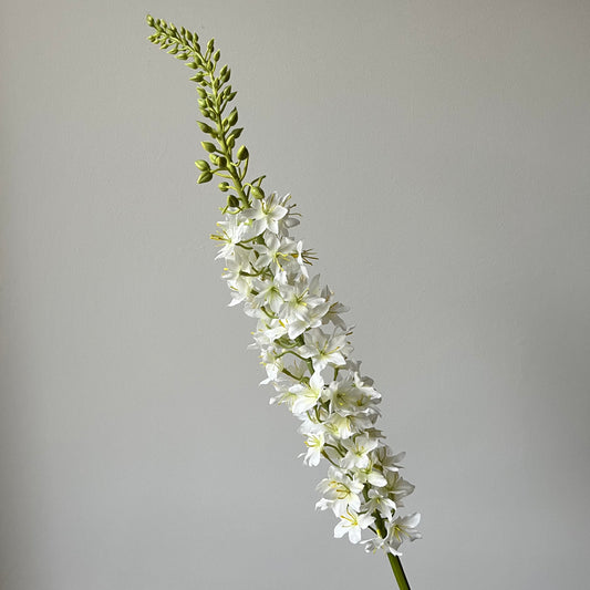 Eremus (Naald van Cleopatra) - Wit