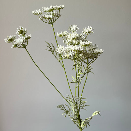 Wild Wortel (Vogelnestje) - Wit