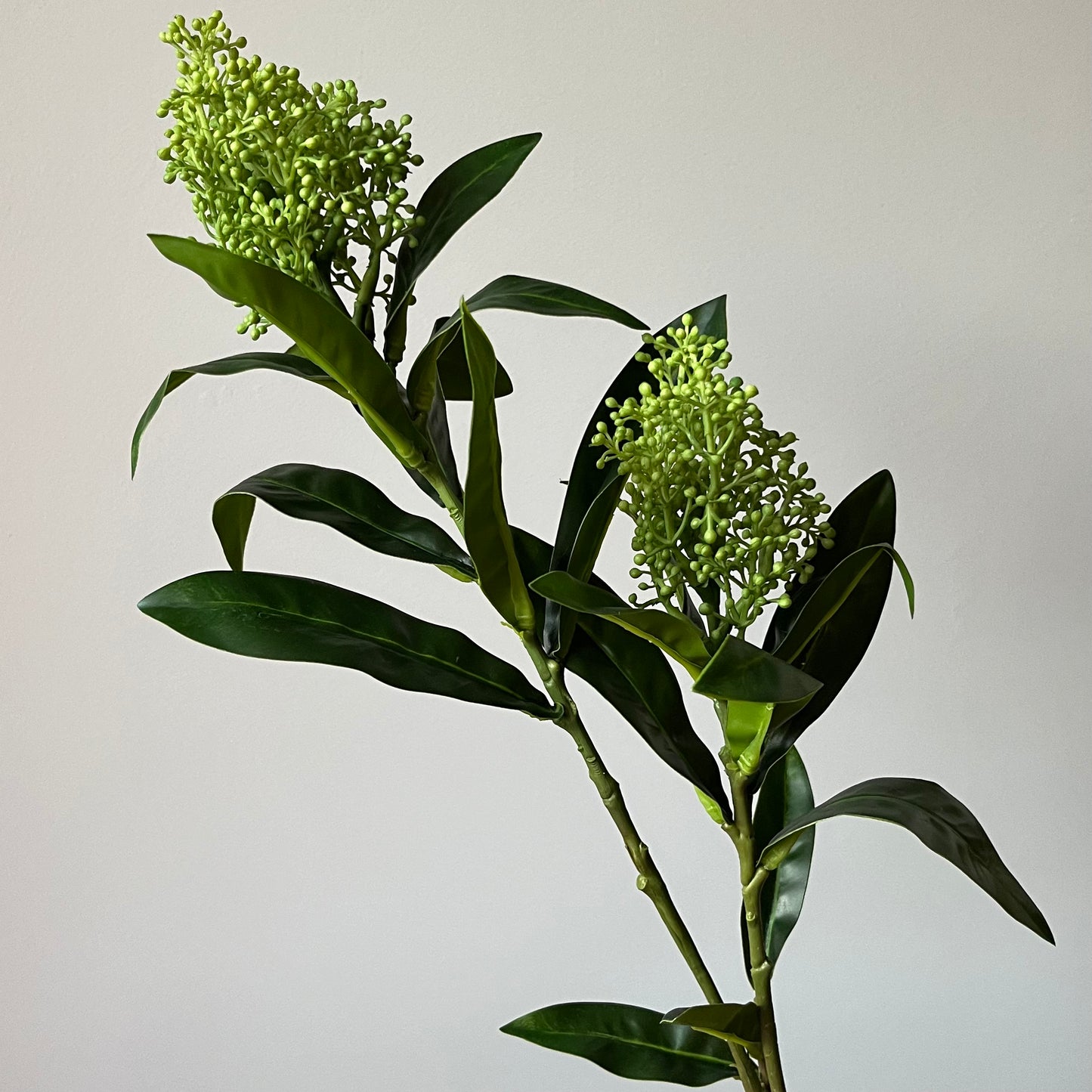 Skimmia - Groen