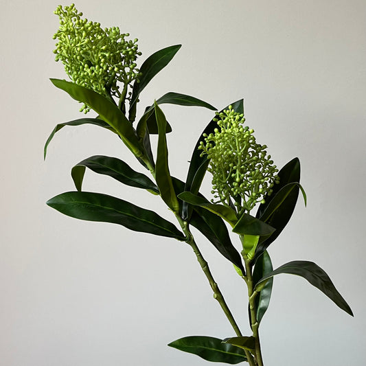 Skimmia - Groen