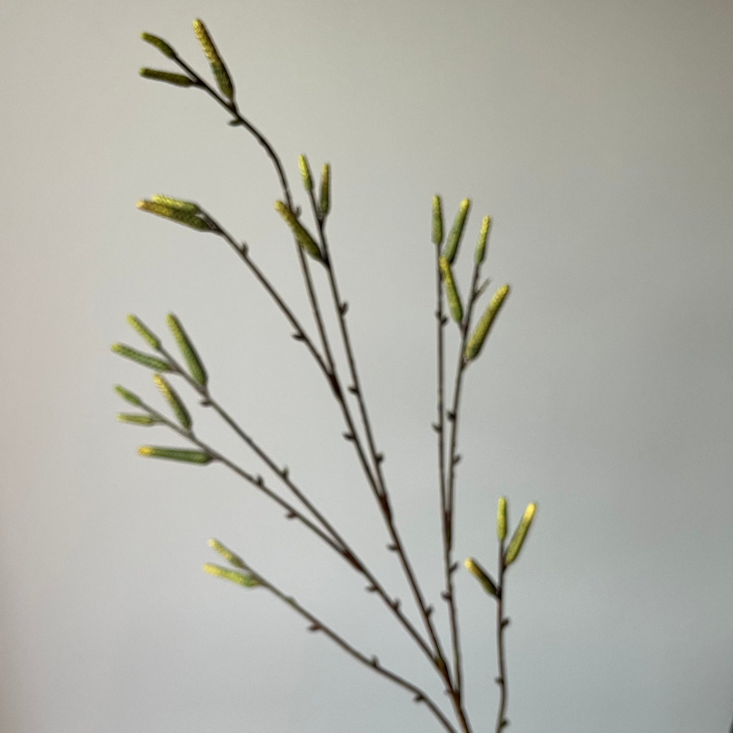 Alder Spray (Elzen tak) - Groen